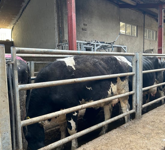 Breeding season: Potential problem cows should be checked