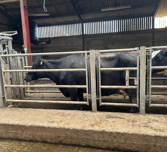The importance of monitoring BCS as calving approaches