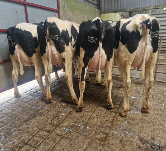 Top price of €3,250 at Donegal Friesian Breeders show and sale