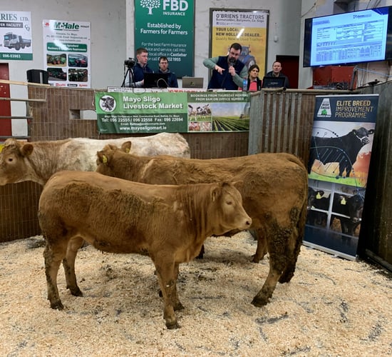 Photos: Scheme-eligible suckler stock at Ballina breeding event