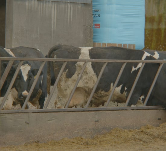Breeding Series 2023: Long-term development, not short-term gains
