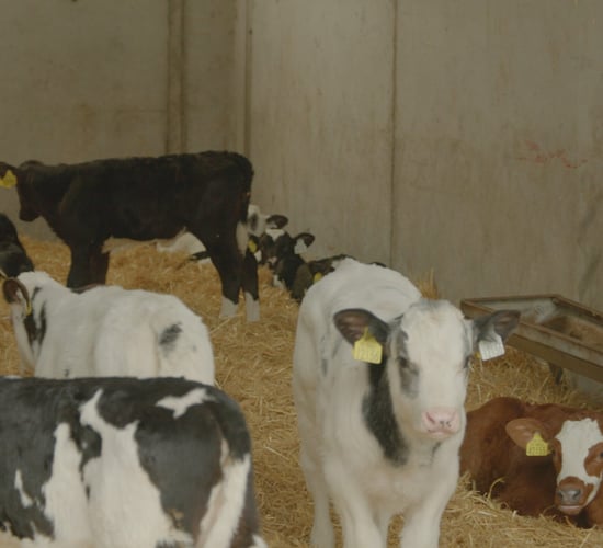 Breeding Series 2023: Quality over quantity for dairy-beef