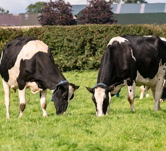 Avoiding spring butterfat depression with fat supplementation