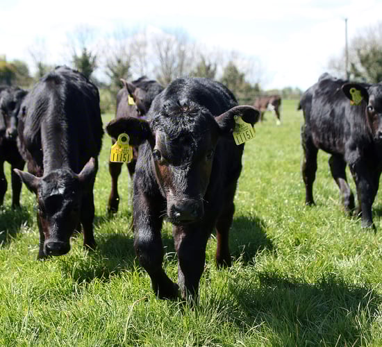 NCBC Dairy-Beef Series Episode 1: Eoin McDonald and Declan Butler