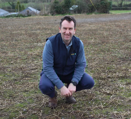 BYDV identified in Carlow, Kilkenny, Kildare area