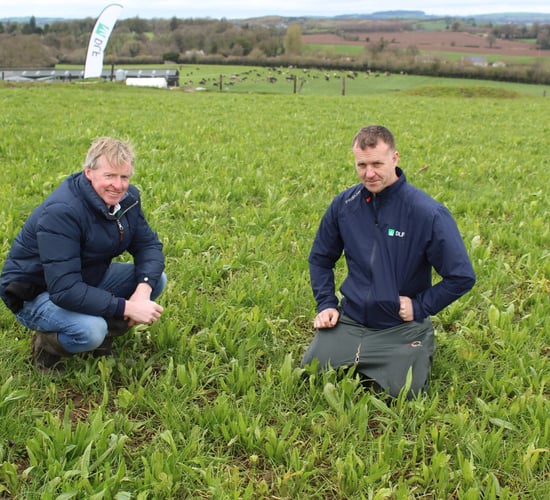 Multi-species swards performing well on Irish dairy farms