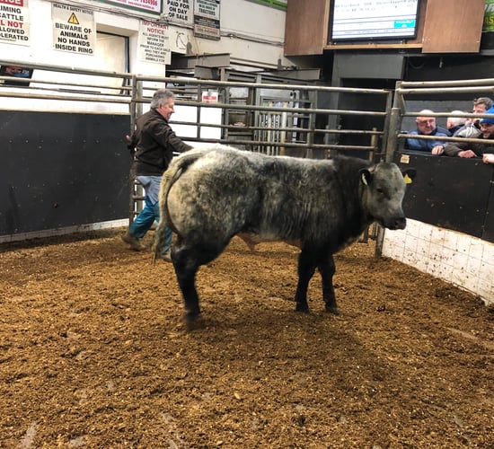 Pics and prices: Elphin Mart weanling bull show and sale