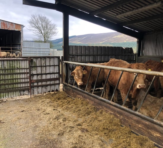 Beef Focus: Suckler and sheep hill farming in Wicklow