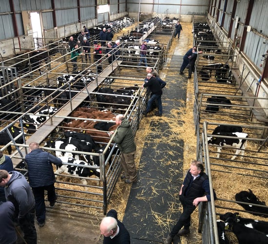 1.1 million Irish calves born in first 11 weeks of 2023
