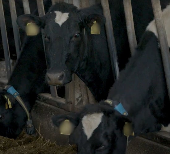 March Animal Health Series: The fertility fundamentals