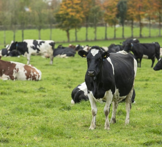 March Animal Health Series kicks off tonight