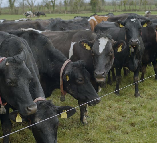 Breeding Series 2023: 'No square on the milk cheque for EBI'