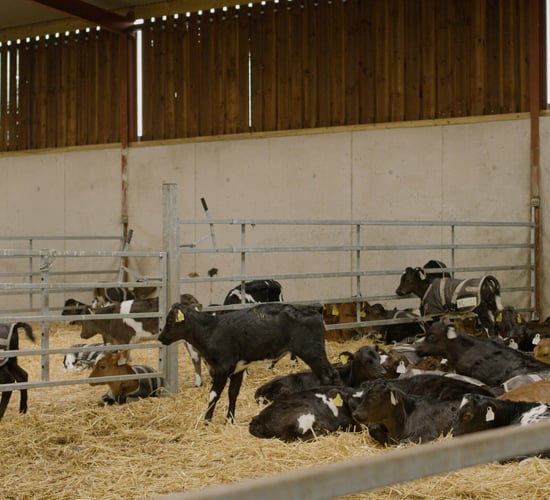 Breeding Series 2023: Using Continental sires on JEX cows