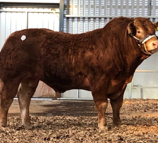 Limousin Society bull sale set for Elphin this Saturday