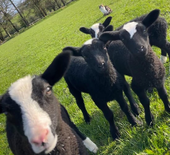 Zwartbles flock a pandemic positive for Kanturk woman