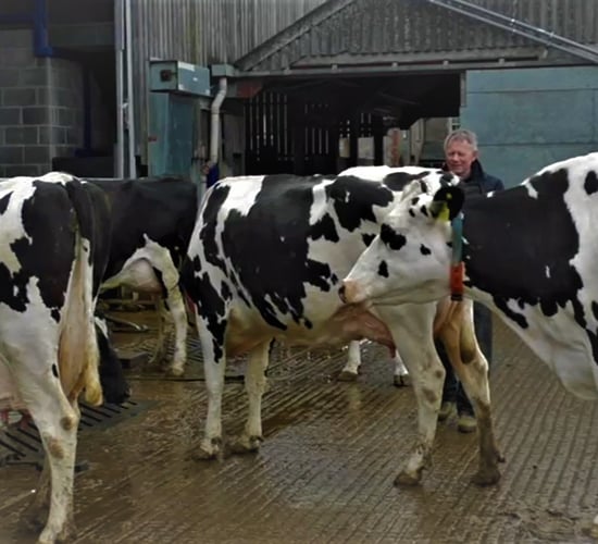 Video: Boosting milk yield by 10% in a 12,800L/cow herd