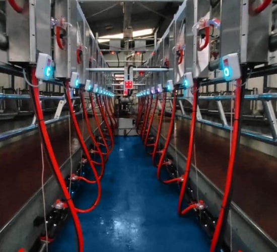 Being efficient and hygienic in the parlour during mid-season
