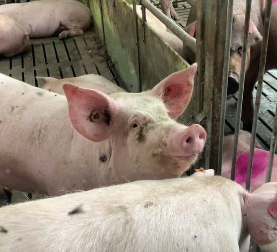 Video: Air washer to cut ammonia emissions from pigs
