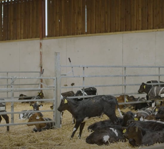 Breeding Series 2023: Using Continental sires on JEX cows