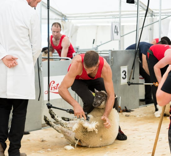 Donegal show to host international sheep shearing championship