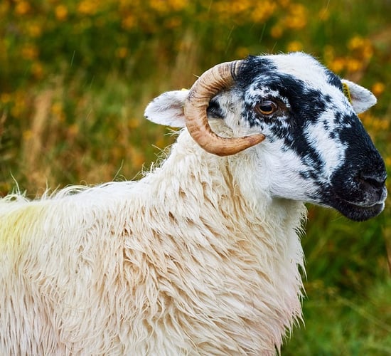 ICSA: Sheep farmers 'hardest hit' by Brexit