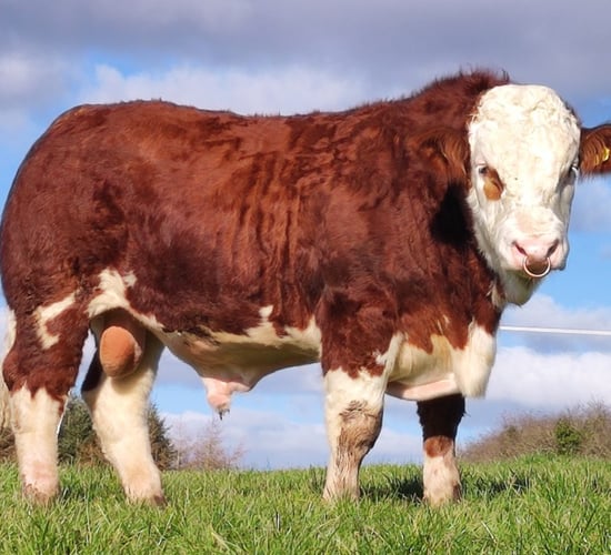 Simmental show and sale set for Roscommon this Saturday