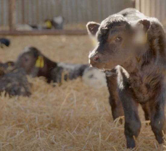 March Animal Health Series: Pneumonia, colostrum and vaccines