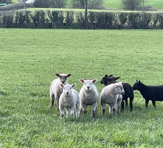 McConalogue: No BAR funding for sheep sector
