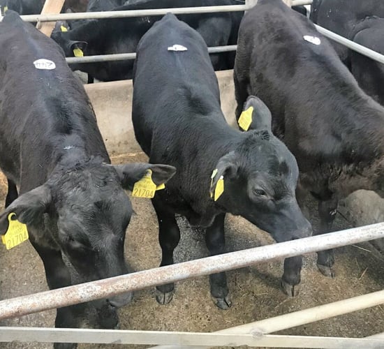 Calf trade: Strong trade for quality calves