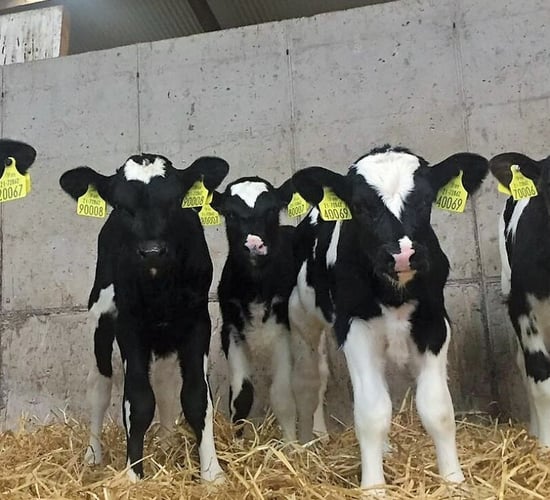 Calf registrations surpass two million for 2023