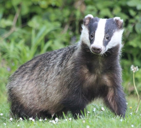 Defra: Badger TB vaccinations up 24% across England in 2024