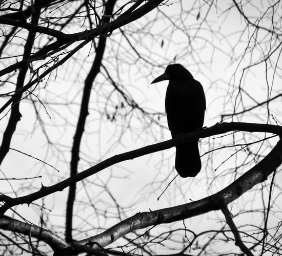 Two Laois men fined for killing protected wild birds