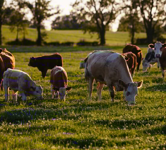 Learning Hub Series: New animal welfare modules