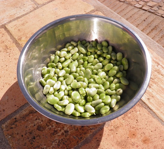 Which crops will drive Ireland’s plant protein sector?