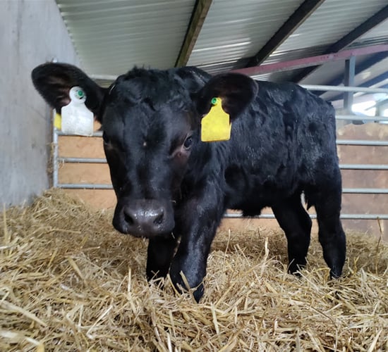 Spring Calf Series: Video - ensuring a successful weaning