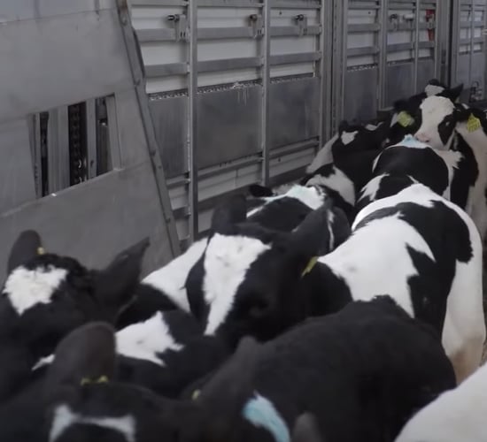 Plan for strict restrictions on calf exports to Netherlands from 2026