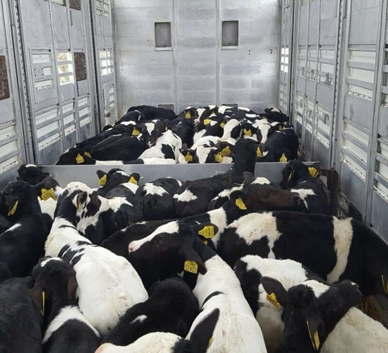 Measures to tighten calf movement rules 'should protect integration'