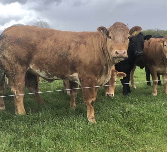 'Main output of livestock is animal-sourced food' - O'Mara