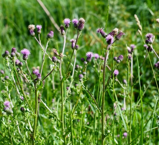 DAERA warns farmers to control noxious weeds