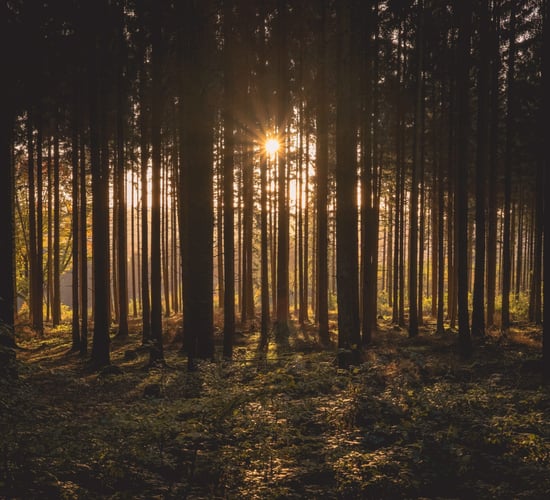 DAFM must restore farmers' confidence in Forestry Programme