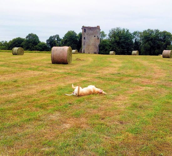 'Heartbroken' farm family fears the worst if greenway goes ahead