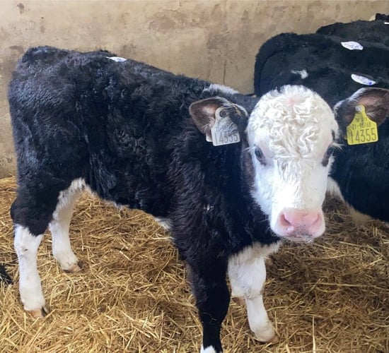 Enniscorthy Mart sees 850 calves on offer at weekly sale