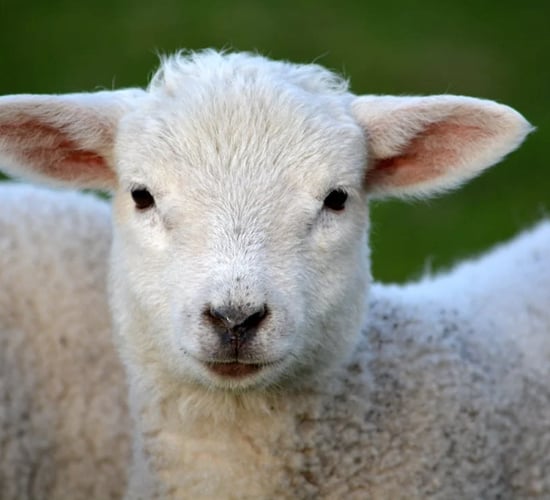 DAFM issues nematodirus forecast for 2023