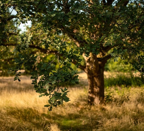 Irish Wildlife Trust welcomes forestry purchase for Glen of the Downs