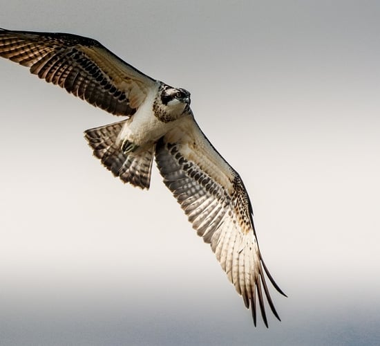 NPWS programme sees release of further osprey chicks