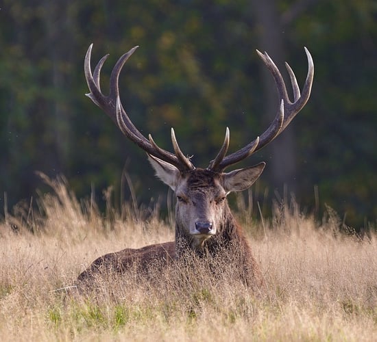 FRS awarded tender for deer strategy programme manager