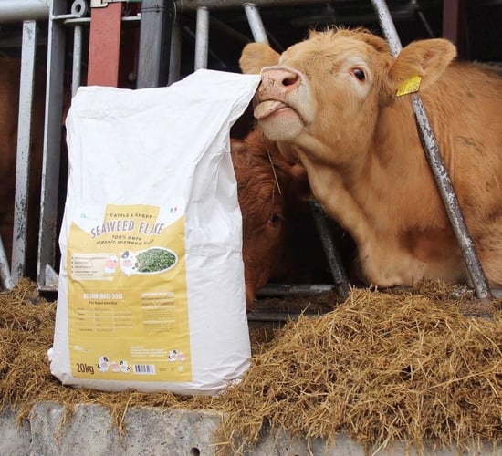 The role that seaweed can play in calf health