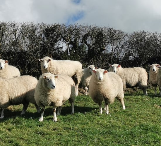 Sheep kill: Throughput crosses 600,000 head
