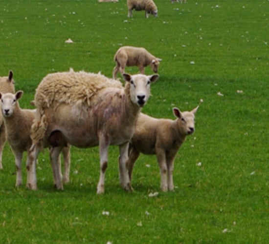 ICSA calls for €10/head sheep dipping scheme as 'scab is rampant'