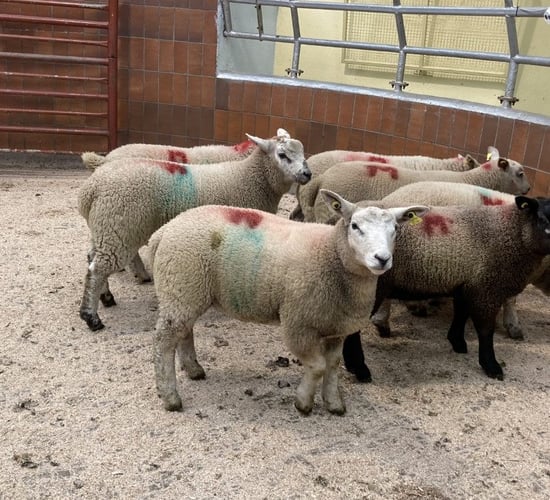 Sheep kill: Supply of spring lambs doubles in a week